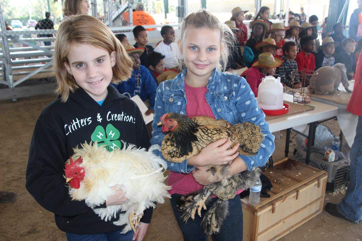 Caralyn Taylor and Quinn Radley hold their Cochin Frizzle and Cochin chickens during AgVenture at the Manatee County Fairgrounds in 2017. The popular event for third graders is held during Manatee County’s annual Farm City Week.