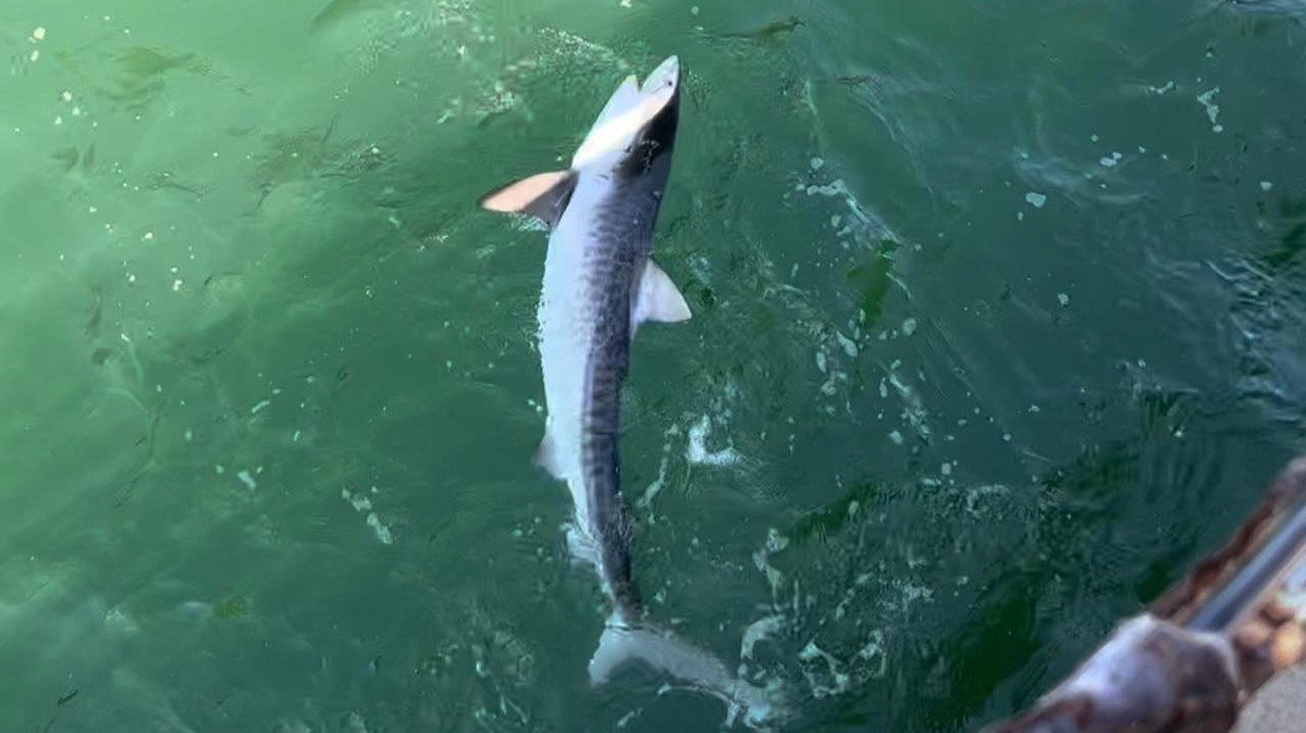 Jay Cross, founder of the Skyway Misfits fishing group, caught a tiger shark off the Skyway Fishing Pier on May 27, 2023.