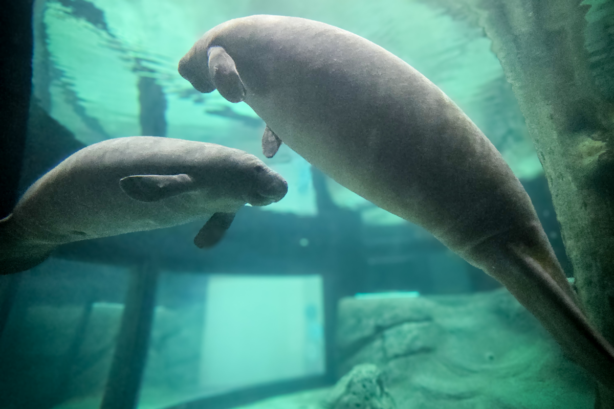 The Bishop Museum of Science and Nature has received two manatees for secondary care at the Parker Manatee Rehabilitation Habitat. The young females, Sorbet and Juneau, were transferred from ZooTampa at Lowry Park’s critical care hospital and are beginning the next phase of their rehabilitation at the Museum.