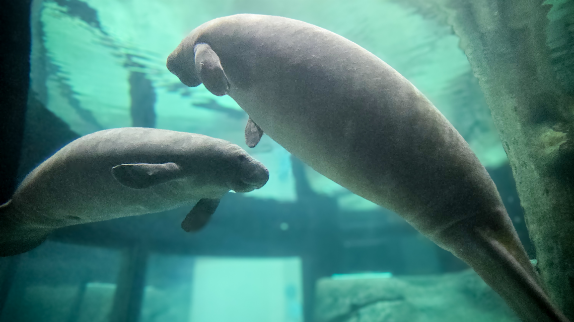 Meet Sorbet and Juneau. 2 new manatee rescues recover at The Bishop museum