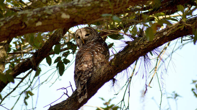Exploring Duette Preserve: What’s inside Manatee County’s haven for rare wildlife?