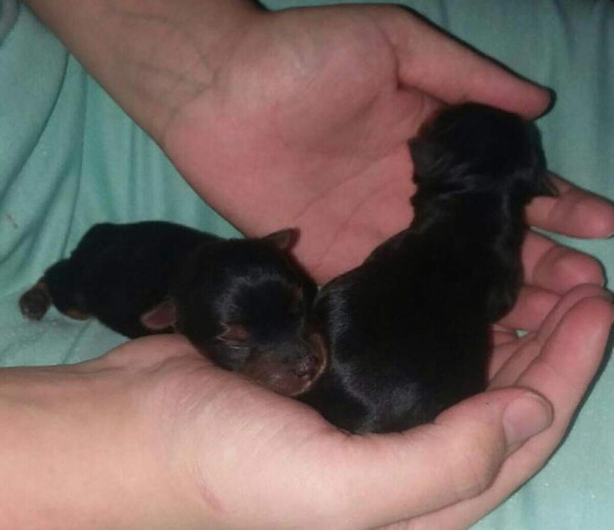 Yorkies don’t get very big and when they are first born you can easily cuddle them in your hand.