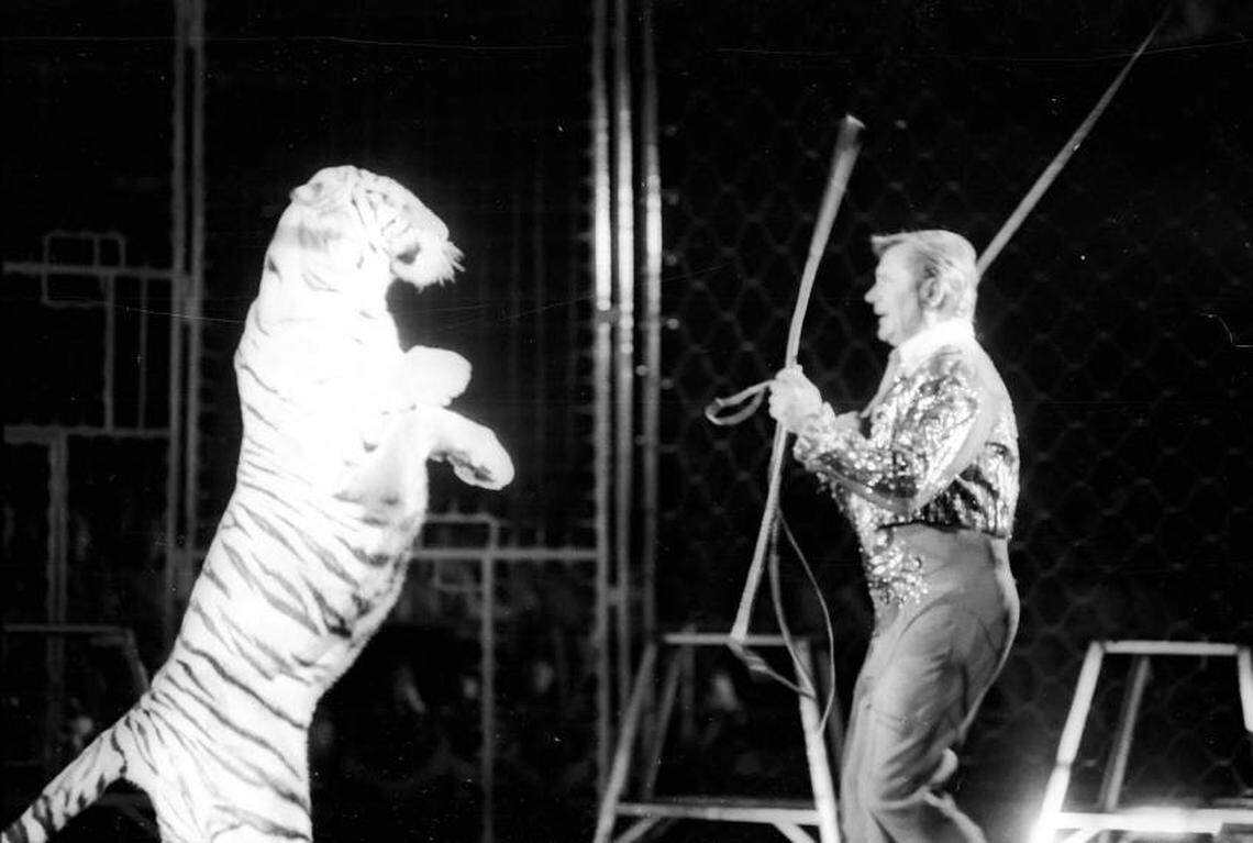 A man performs with a tiger in 1976 for the Ringling Bros./Barnum & Bailey Circus.