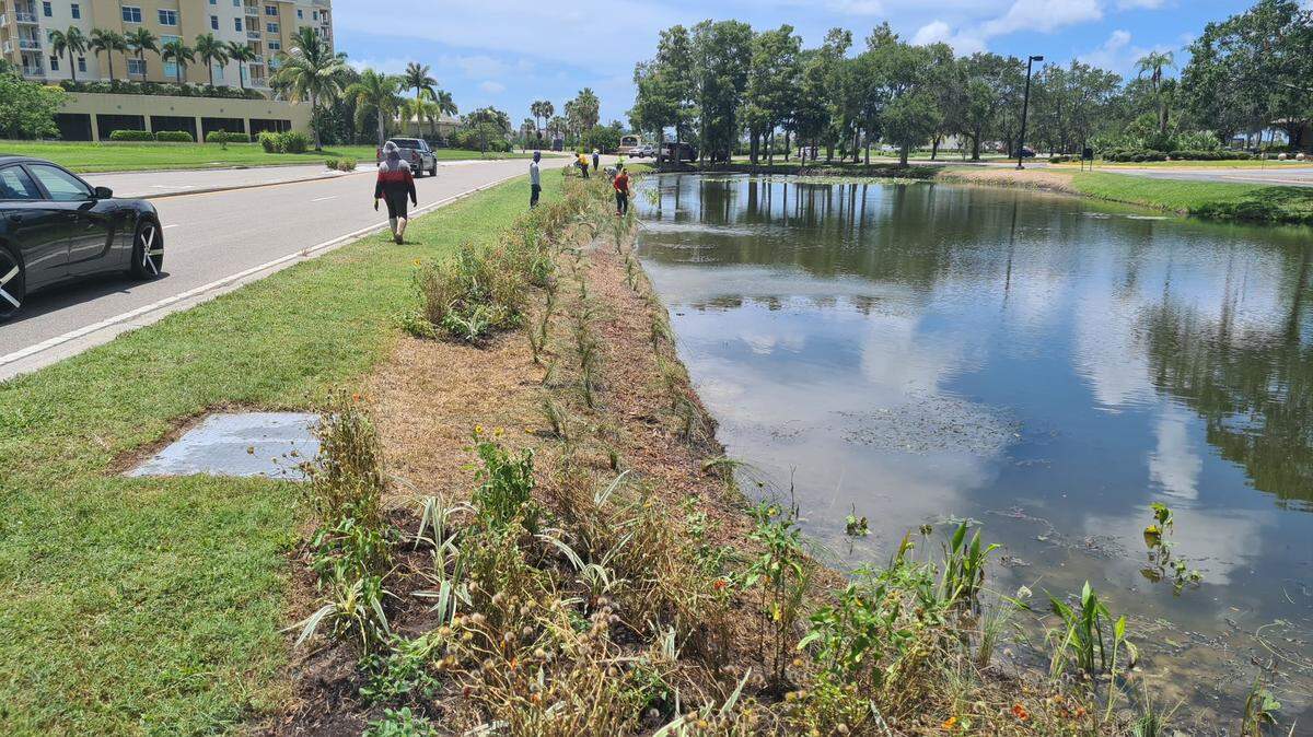 University of Florida scientists want to discover whether plants instead of grass on the banks of the stormwater ponds’ perimeters could act as filters, such as these plantings at Bradenton Area Convention Center.