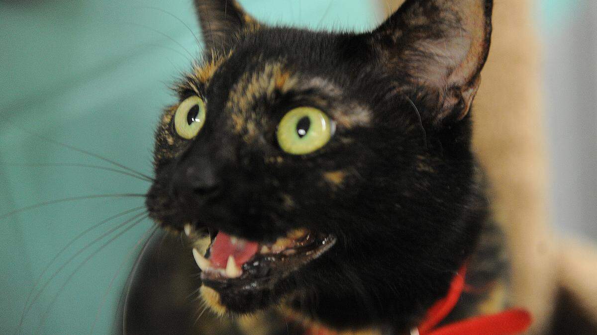 Sweetie Pie, a 5-year-old female black and orange domestic shorthair cat, is looking for a good home. Sweetie Pie is available for adoption at Bishop Animal Shelter for a fee of $30 through October. 
 GRANT JEFFERIES/Bradenton Herald