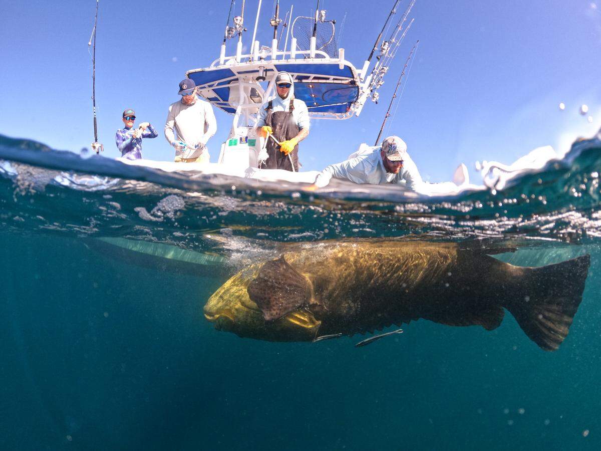 Bradenton-based offshore fishing captain Jason Stock handles a goliath grouper while chartering a group of researchers.