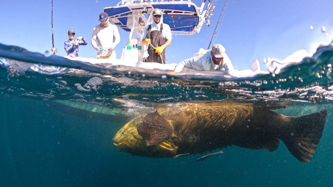 How a Bradenton fishing captain takes anglers out for ‘a story that lasts forever’