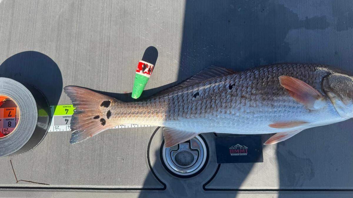 The six-spotted redfish that angler Jaime Stephens reeled in to secure first place in the 17th Annual Sarasota Redfish Spot Tournament.