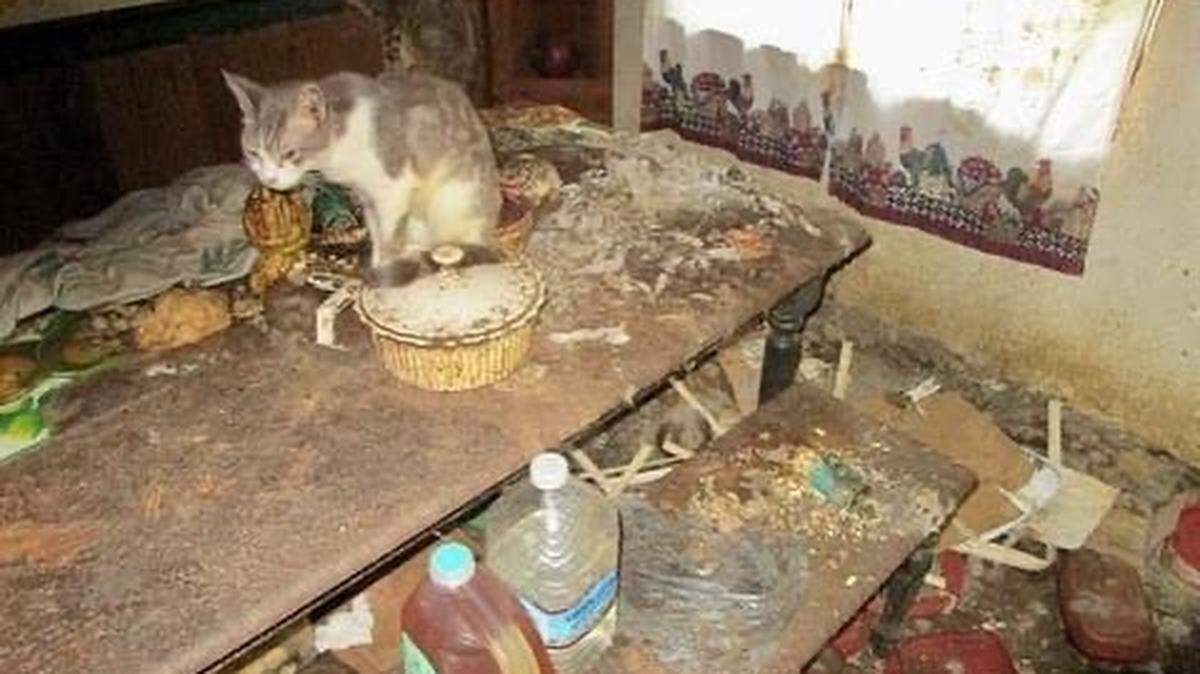 About 28 cats were found in an abandoned Bradenton home.