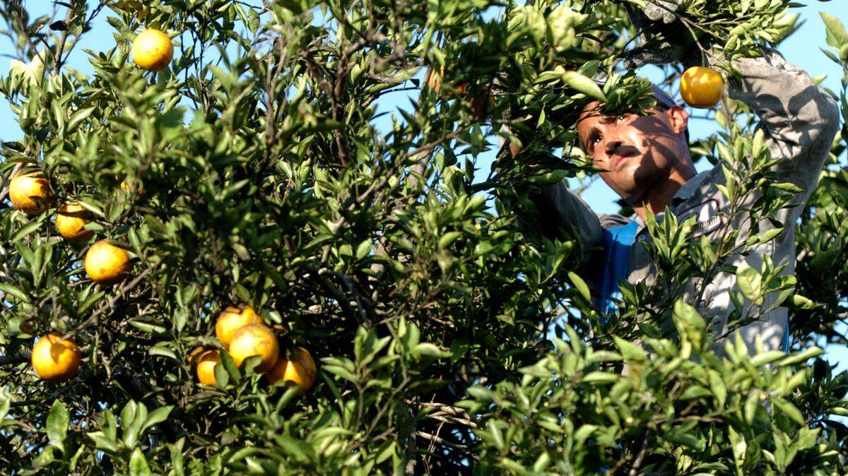 A worker picks oranges at SMR Farms in this 2007 file photograph. 
 File Photo-GRANT JEFFERIES/Bradenton Herald