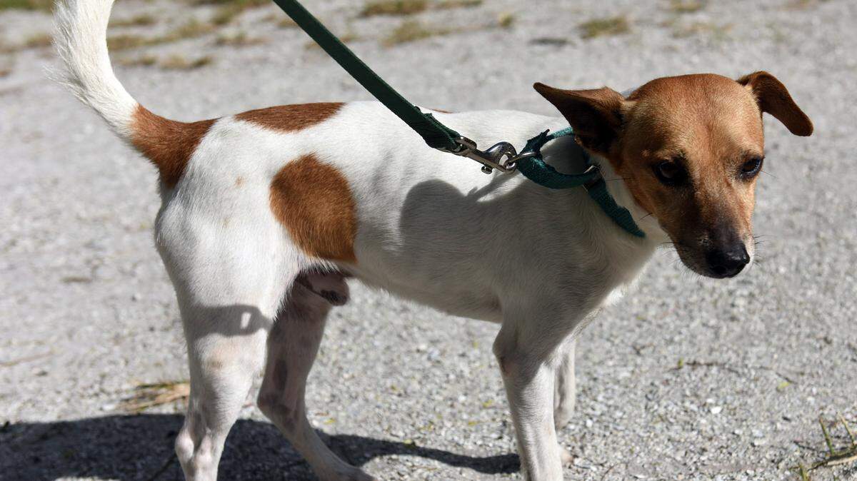 Doug, a mellow terrier/Jack Russell mix, is available for adoption at the Humane Society of Manatee County. Doug is 5-years-old and is heartworm positive. His adoption fees are $75, plus $80 for six months of heartworm treatment and $20 for a rabies tag. The Humane Society of Manatee County is at 2515 14th St. W., Bradenton. Information: 747-8808 or www.hsmanatee.petfinder.org. 
 TIFFANY TOMPKINS-CONDIE/Bradenton Herald
