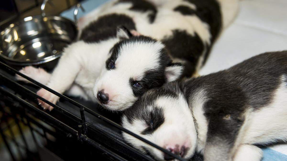 More than 100 dogs were seized from a Florida puppy mill last month. Nate's Honor Animal Rescue is adopting some of the animals from the Bradenton rescue. 
 PHOTO PROVIDED