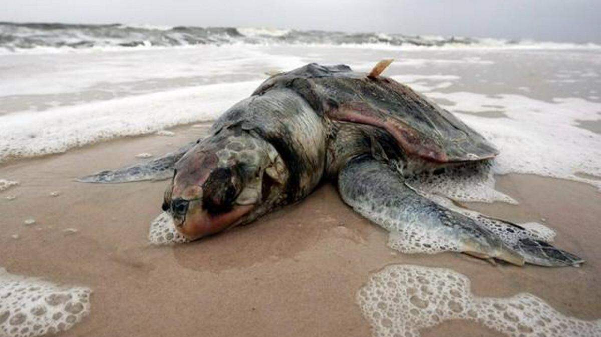 A dead sea turtle was found on a Mississippi beach a month after the 2010 BP oil spill. University of Miami researchers now say the number of young turtles impacted by the spill may be far higher than previously thought. 
 Dave Martin/ASSOCIATED PRESS