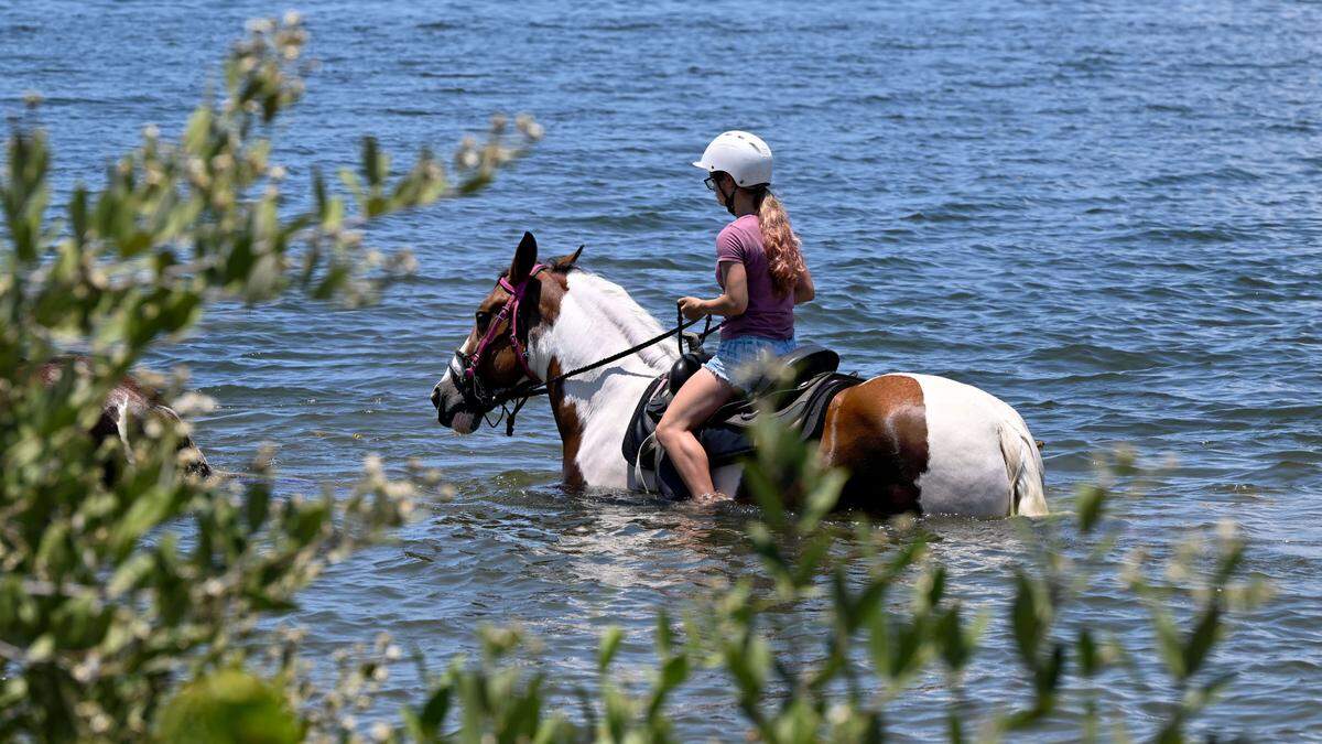 A rider participates in a group ride in Palma Sola Bay on a C Ponies hour-long horseback ride.