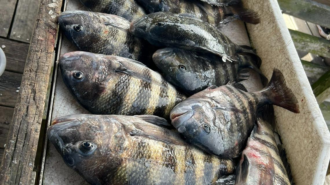 How can you catch fish to bring meat home in Tampa Bay after new gag grouper rules
