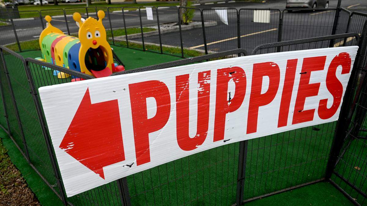 Commissioners voted this week to ban future pet sellers from opening in Manatee County and create tougher rules for existing stores. Shown is a puppy store in the 5000 block of Cortez Road.