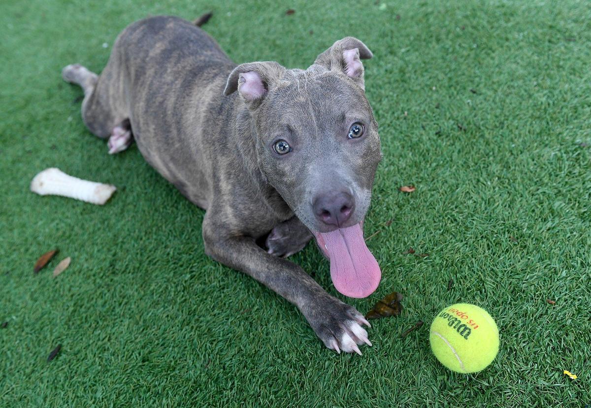Daisy, once the ‘dumpster doggy,’ is ready to be adopted at the Manatee County Animal Services in Palmetto.
