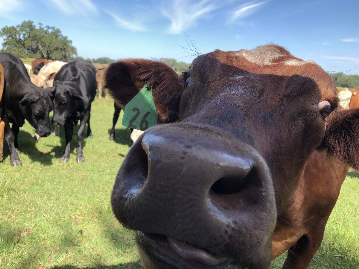 One of the cows at Strickland Ranch noses up to Renee Strickland’s off-road Gator vehicle at feeding time. Strickland is a rancher and a cattle broker.