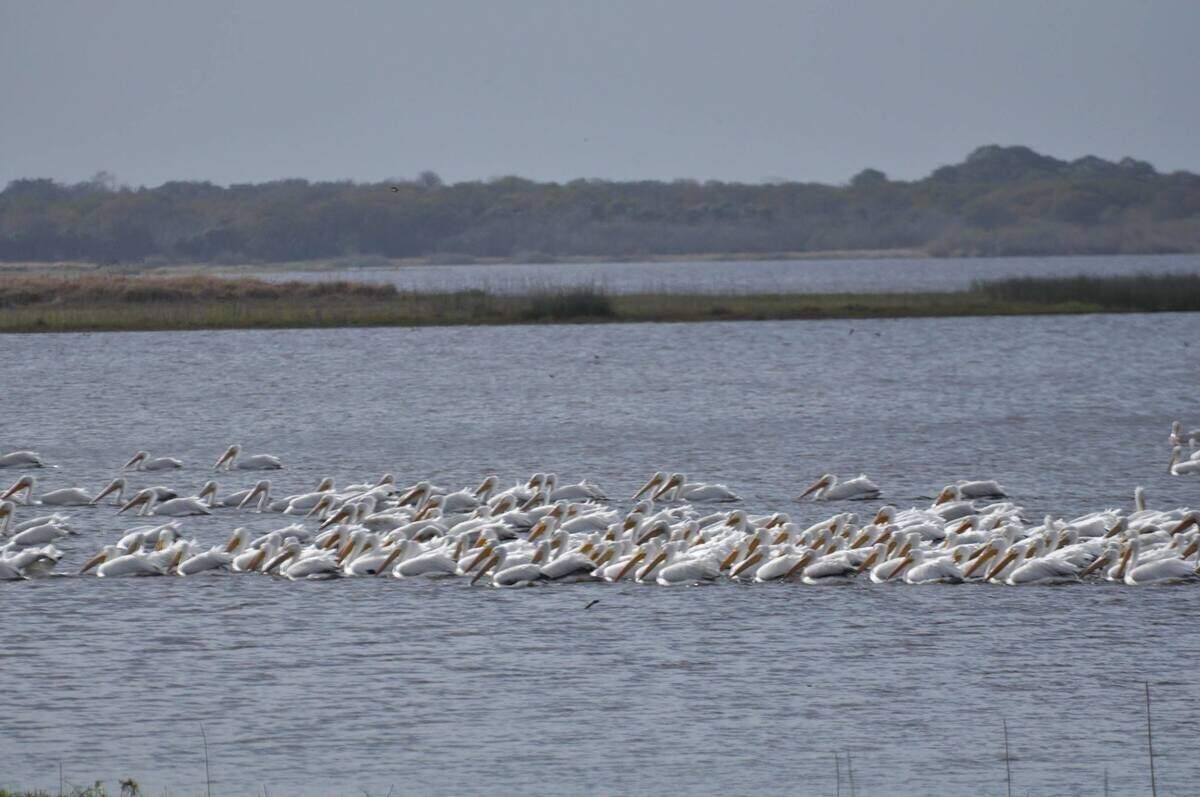 Wildlife at Myakka River State Park and the sensitive wetlands there are expected to benefit from the federal government's purchase of a land easement at Blackbeard's Ranch.