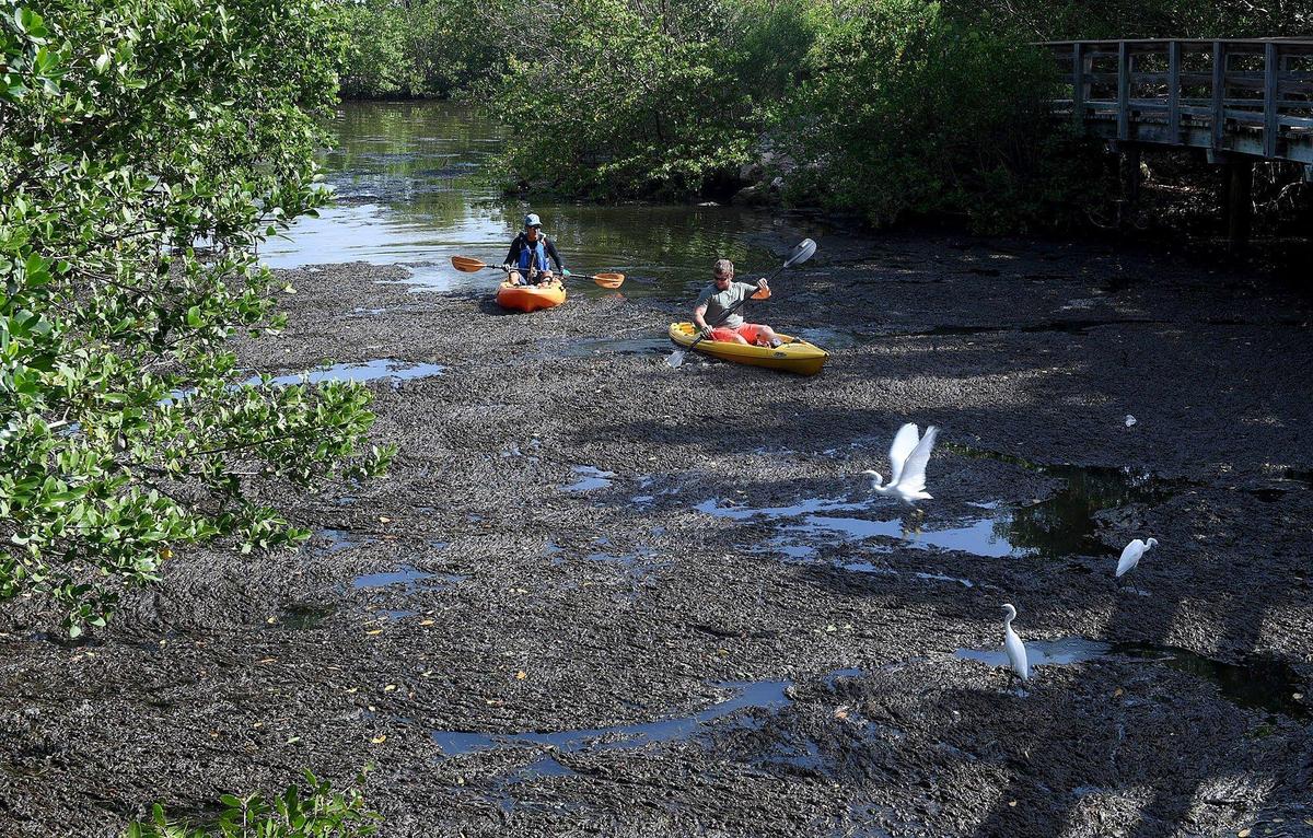 Kayakers have trouble paddling through the thick pads of algae and grasses clogging some waterways at Robinson Preserve Monday morning,
