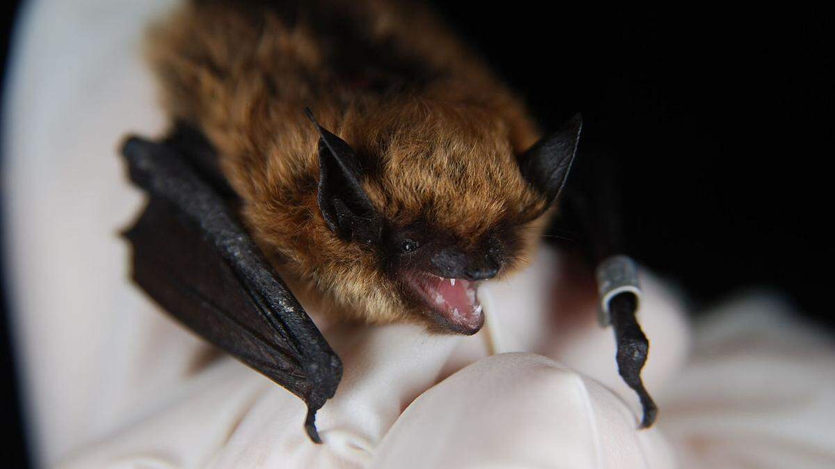 A woman in Hillsborough County is undergoing treatment for rabies after a rabid bat was found clinging to her arm, according to the Florida Department of Health.