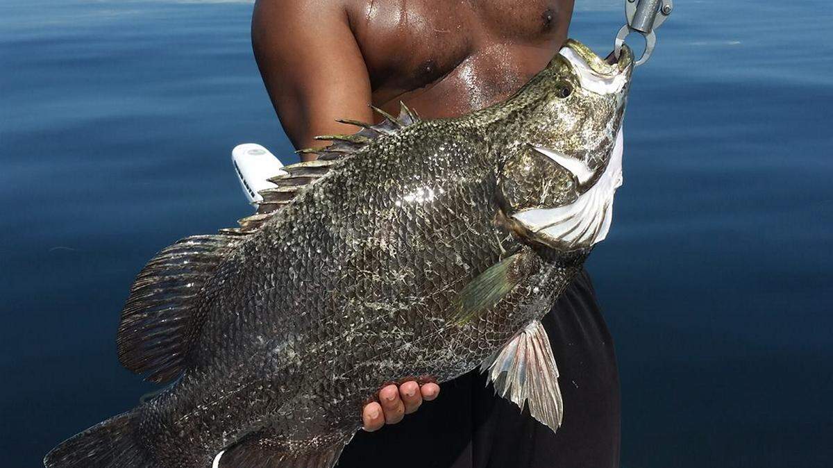 Yoyo holds up a 16-pound tripletail he caught fishing in Tampa Bay with Tampa Bay Rays outfielder Desmond Jennings and Capt. Brett Norris. PROVIDED PHOTO