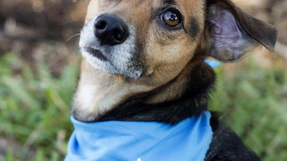 Pets of the week: Feb. 5