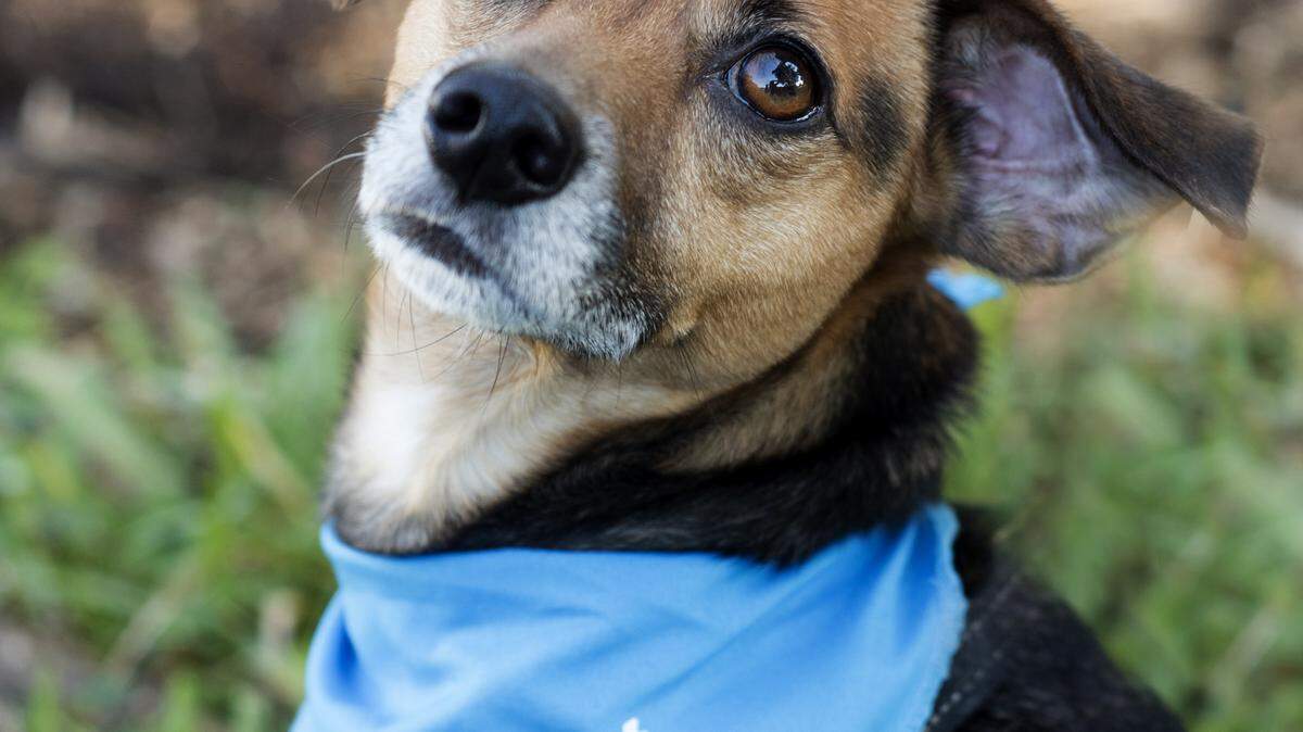 Archie, a 3-year-old corgi/beagle mix, is available for adoption at the Humane Society at Lakewood Ranch for $125.
