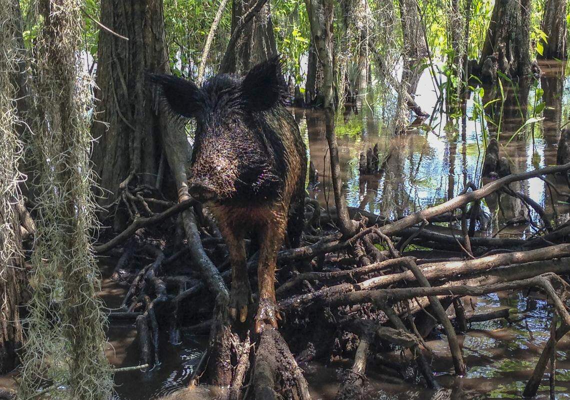 A feral hog.