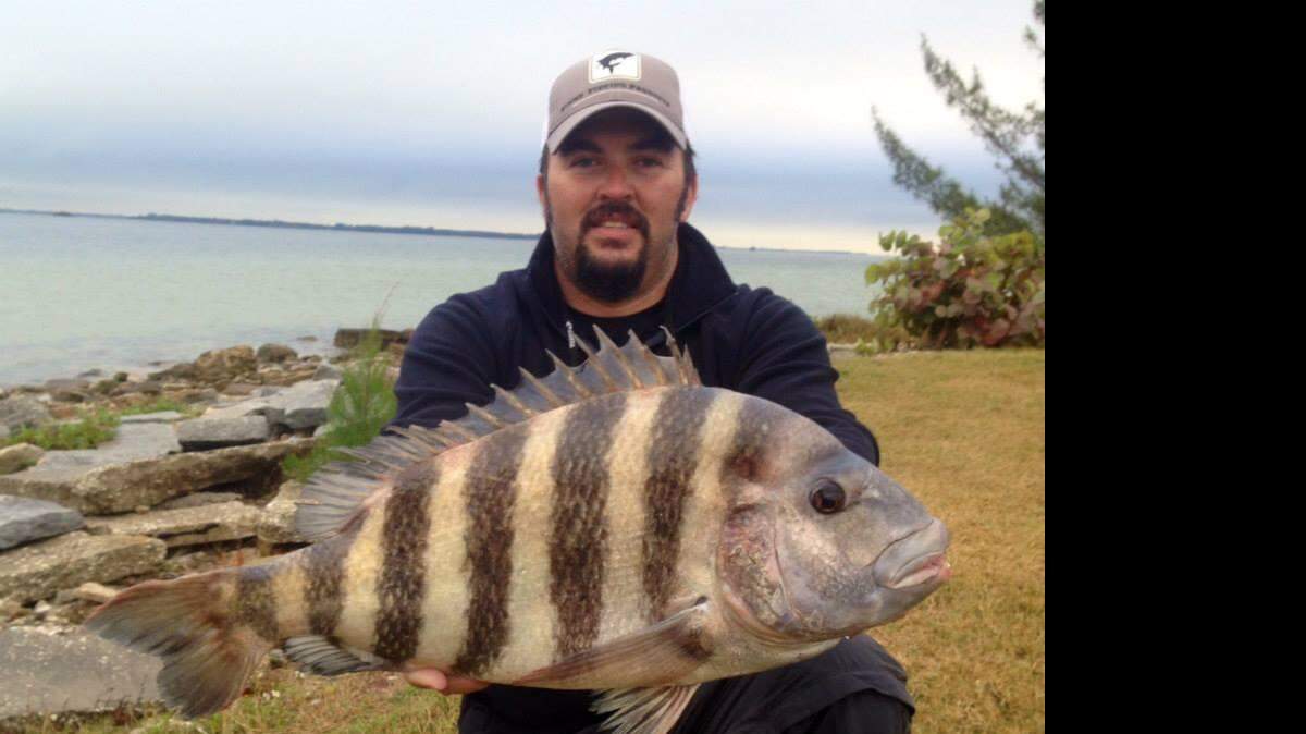 Catching big sheepshead has turned into an art form for Capt. Chris Wiggins. 