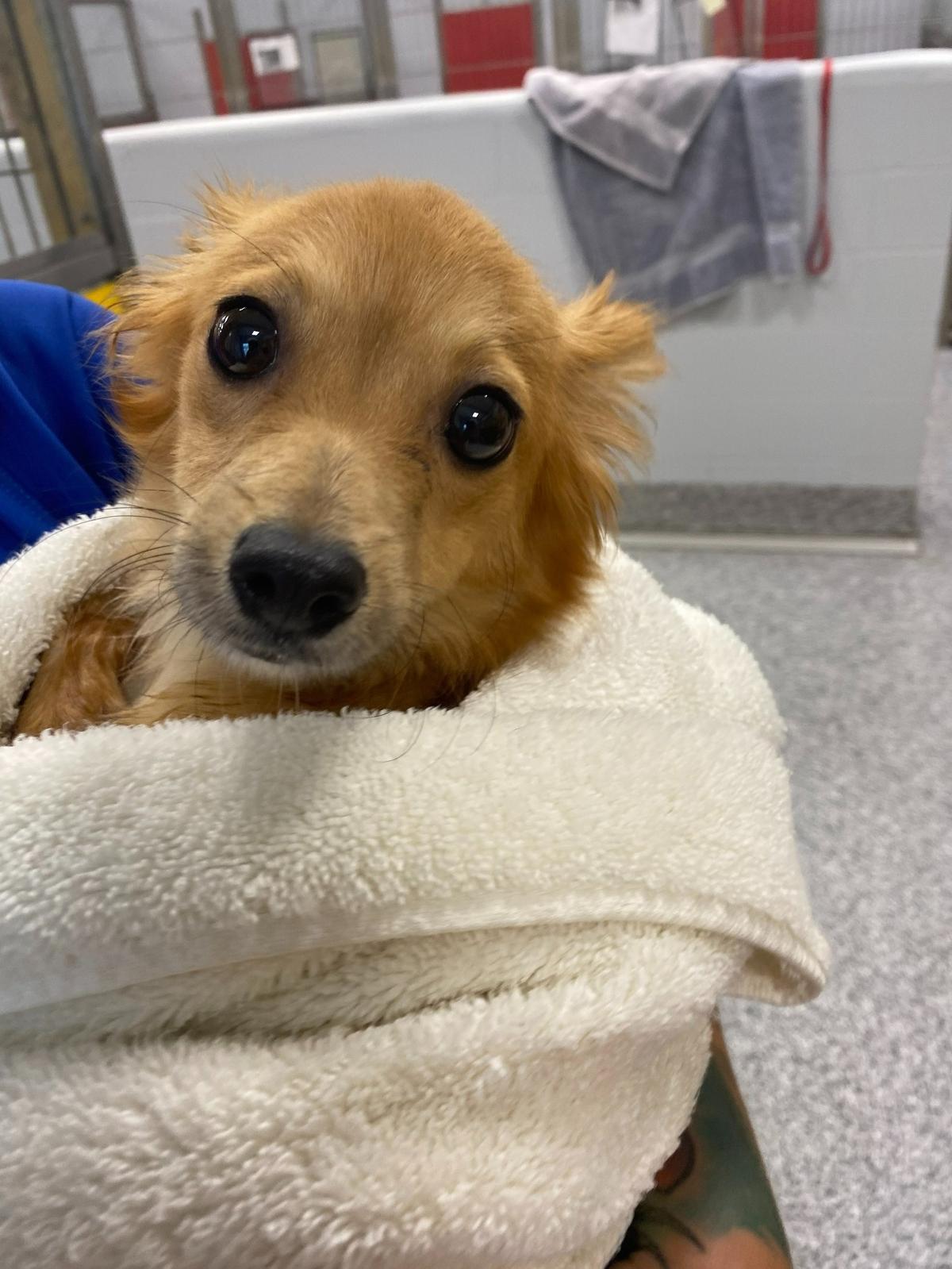 Some of the 14 dogs found in a Bradenton home have been seen by a veterinarian and undergone social training to prepare them for new owner. A few of the dogs will be available for adoption at Manatee County’s sixth annual Adopt-A-Palooza event on May 21.