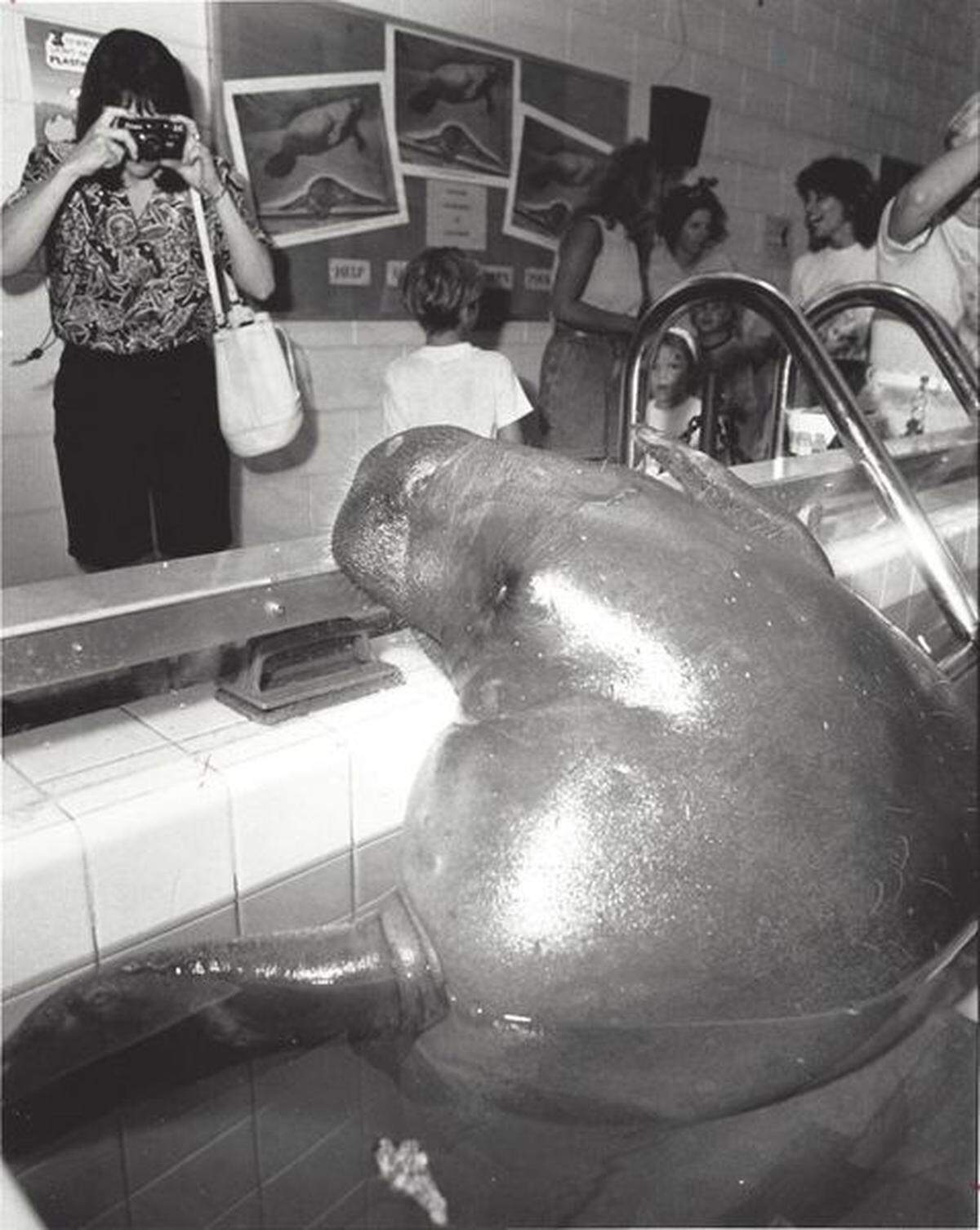 Snooty poses for a photo at the Bishop Museum.
