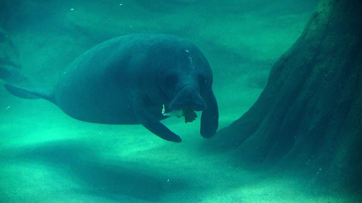 06/10/21—The Parker Aquarium Manatee Rehabilitation Habitat reopens on June 16.