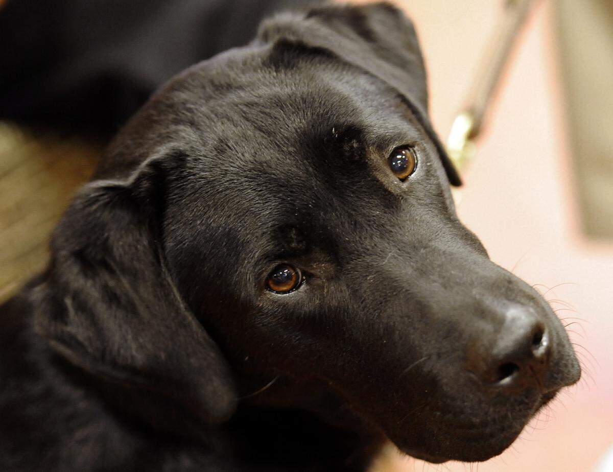 Palmetto-based Southeastern Guide Dogs is looking for puppy raisers to foster and train puppies on their way to becoming service dogs.