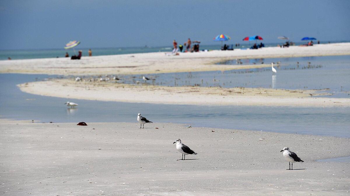 Sarasota County health officials close multiple beaches, including Lido Beach due to high levels of bacteria often associated with fecal matter.