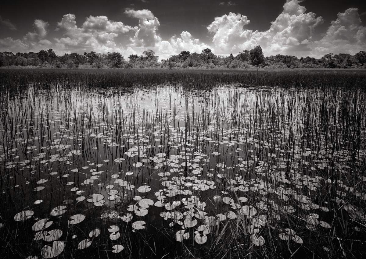 A new exhibit featuring Clyde Butcher’s photographs of Myakka River and the surrounding area will be on display through September 6, 2020 at Bishop Museum of Science and Nature in Bradenton.