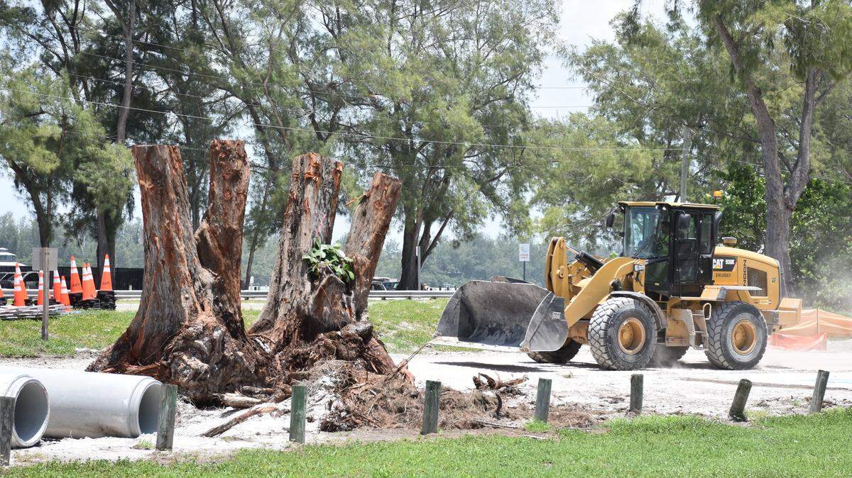A bulldozer maneuvers around the trunks of four Australian pine trees that were removed from the Coquina Beach parking lot area in order to install paved parking with better drainage.