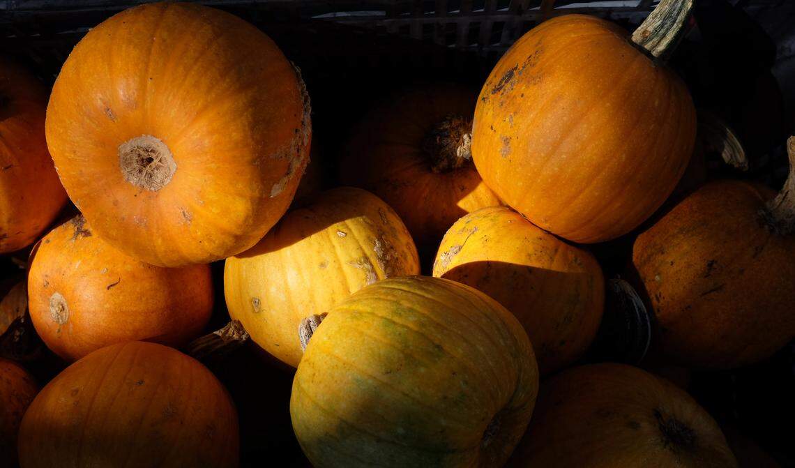 Two fall pumpkin festivals are happening this weekend around Bradenton.