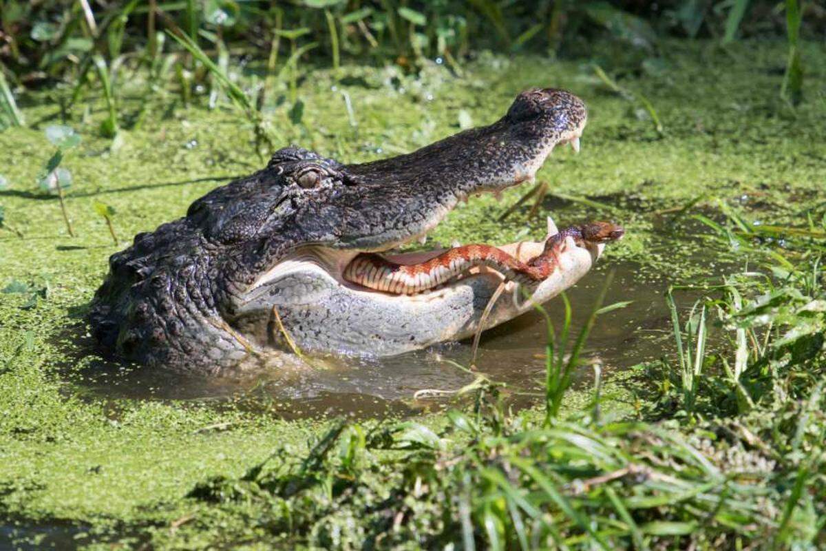 A hobbyist wildlife photographer from Parrish captured an alligator’s dramatic snack time at Circle B Bar Reserve in Lakeland.