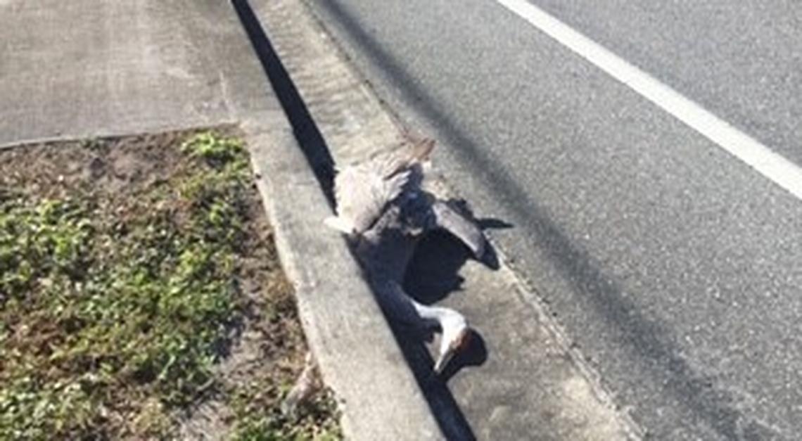 A sandhill crane that was radio-tagged by Florida Fish and Wildlife Conservation Commission researchers was later found dead after it was struck by a car.