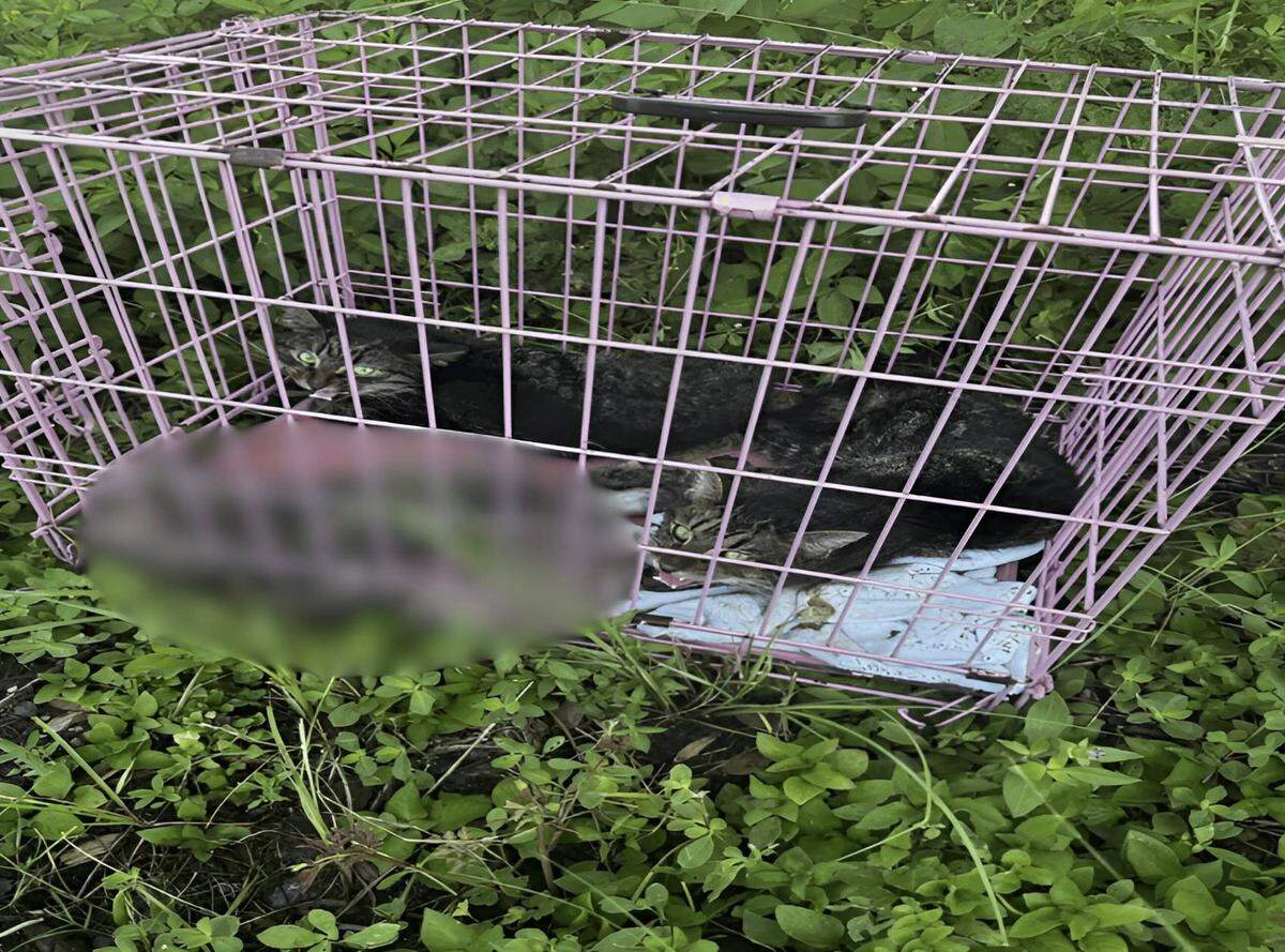 Two cats are recovering at Bishop Animal Shelter after Manatee County Animal Welfare officers found them and a third cat dead in an abandoned crate off Lena Road in Bradenton on July 29, according to the agency.