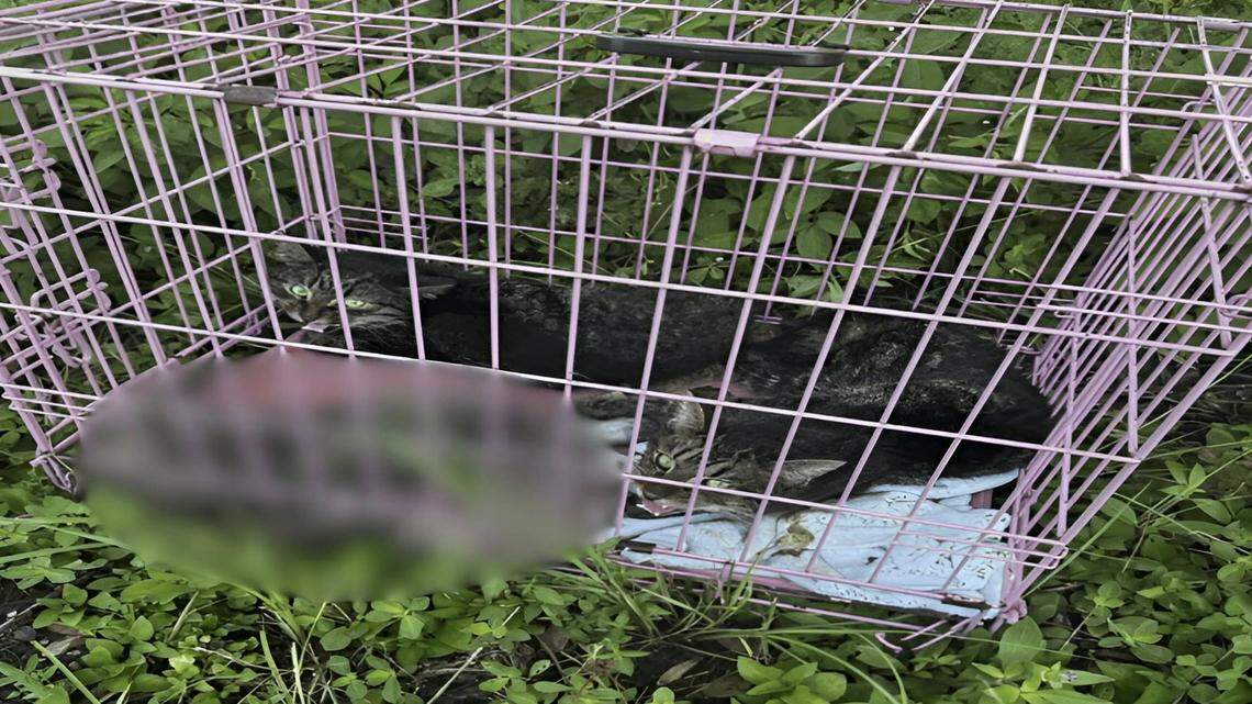 Cats abandoned along Bradenton road. Why animal advocates want your help