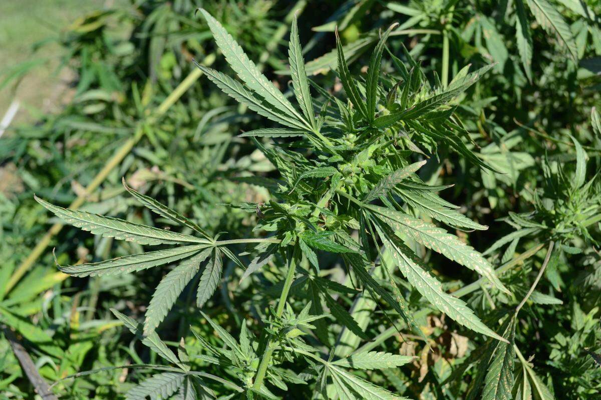 A Senate bill tries to end a Kentucky legal fight over Delta-8 THC, derived from hemp.