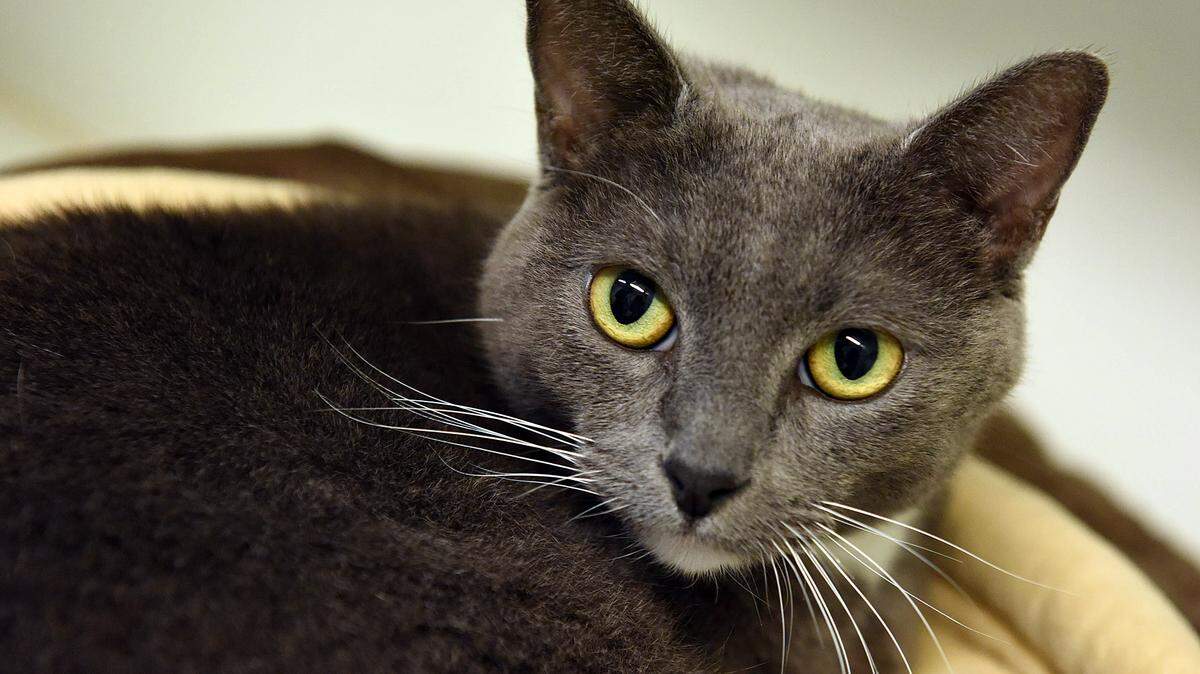 Mandy, a 2-year-old grey cat, is available for adoption at Manatee County Animal Services in Palmetto. Workers say she is a "cuddlebug" and very relaxed. Her adoption fee is $40, plus a $15 county license. Animal Services' main shelter at 305 25th St. W., Palmetto, is open 10 a.m.-4 p.m. Tuesday-Saturday. Information: 941-742-5933 or www.mymanatee.org/pets. 
 TIFFANY TOMPKINS/Bradenton Herald