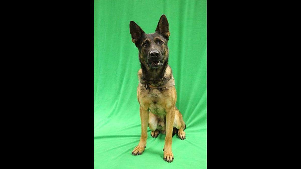 Manatee County Sheriff’s Office K9 Boss is missing after he got distracted during his morning routine and ran into the woods near Coutny Road 675 in Parrish on Wednesday morning.