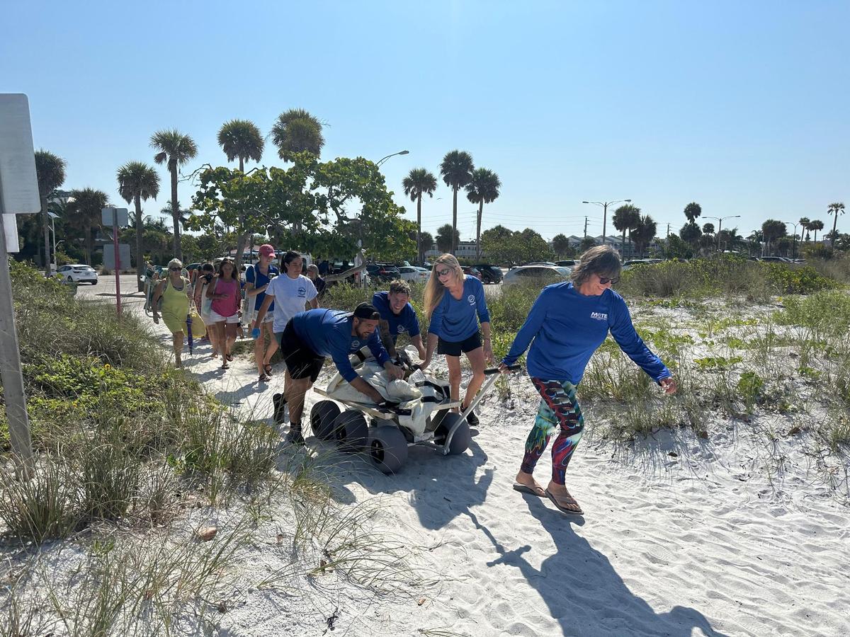 Two loggerhead sea turtles, Lilly and Farmer, were released at the shores of Lido Beach after being treated for red tide toxicity at Mote’s Sea Turtle Rehabilitation Hospital.