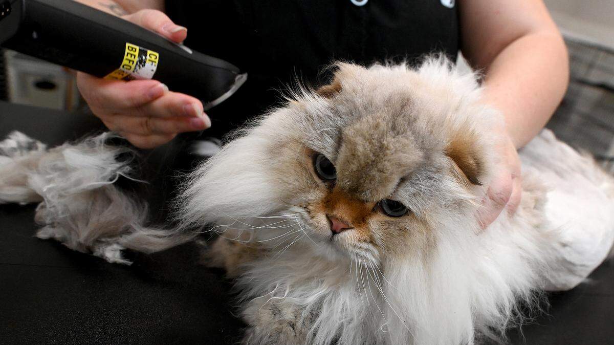Mr. Pufferson gets a haircut at Fancy Felines, a cats-only grooming salon from owner Aubrey Bird.