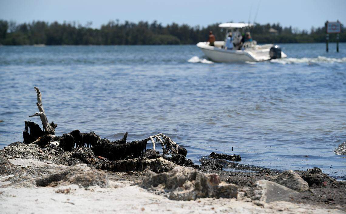 06/08/21—A boater passes the algae-laden shores of Robinson Preserve.