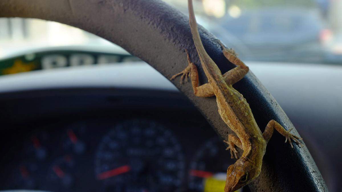 In the brilliant glow of a new morning, I pulled out of the driveway to make the habitual drive to work. Greeting me that morning was an unexpected passenger. A lizard peered through my windshield cautiously peeking over the wiper blades. Within a block, my cold-blooded friend was at my window, and in one quick jump, he gripped my steering wheel. For the 4-mile trip into work, there he rode, clutching the wheel tightly. When I turned left, he ran to the right. When I steered to the right, he went scurried to the left. If I did not know better, I would say he drove the truck to the Bradenton Herald parking lot. Putting the truck into park provided the little guy with the prime opportunity to escape. Like a game of hopscotch, the lizard jumped on me, the seat, the door and onto the parking pavement below. I will say, the fastest he went that morning was not in the old Ford F-150, but across the parking lot as fast as his little legs could go, and he definitely got better gas mileage, too.GRANT JEFFERIES/Bradenton Herald