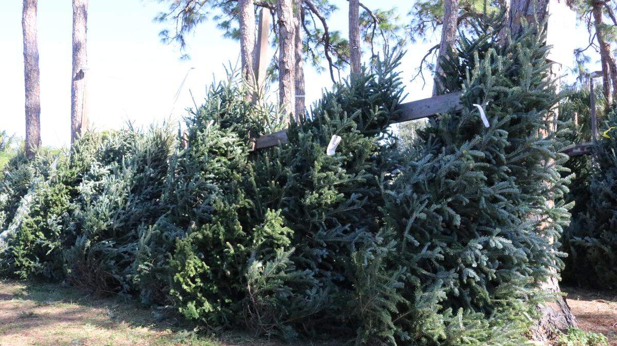The Boys & Girls Clubs of Manatee County is selling Christmas trees for the 65th year in Bradenton. The sale is being held at McKelvey Park, next to Jessie P. Miller Elementary School, 3913 Manatee Ave. W.
